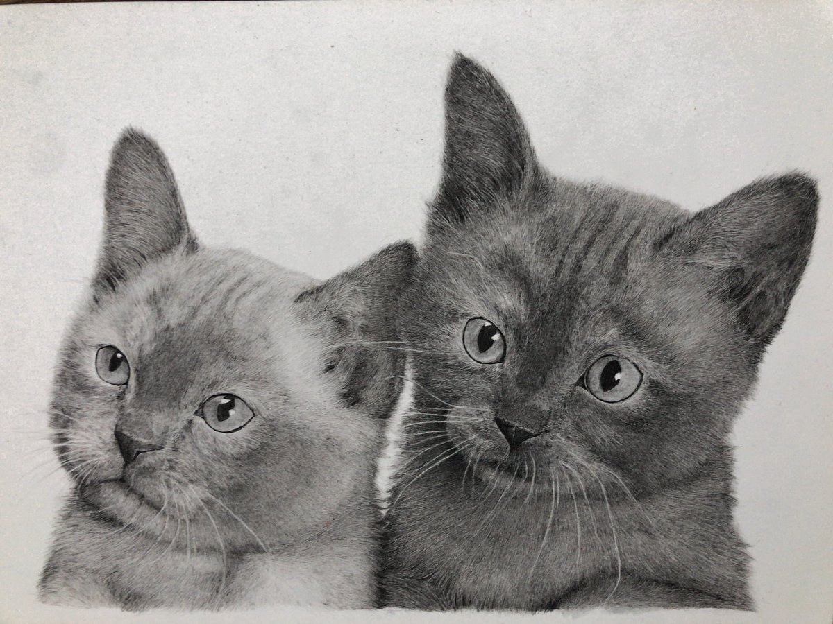 tomimasa_'s tweet photo. ONEWにてステッドラー賞をいただいたネコの絵です
鉛筆と丸ペンで描きました。
黒のインクのみで、薄めて色の調整を行いました。

使用したインクはWINSOR&amp;NEWTON
鉛筆はもちろんステッドラーです。
#アナログ絵　#猫 https://t.co/CBzGKK0kmN