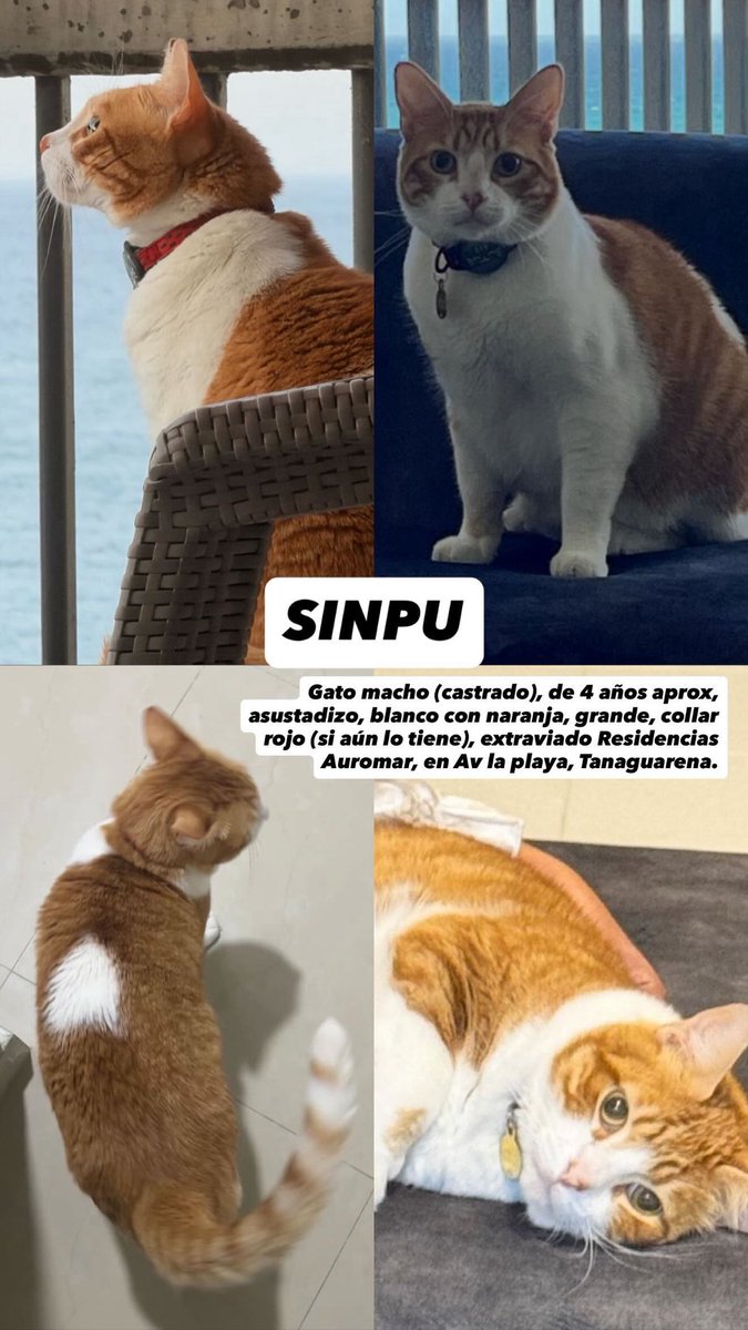 Anaglopezz's tweet photo. Recompensa por SINPU 
Tiene diferencias notables a otros naranjosos: una mancha en el lomo y la colita termina en blanco 

+58 414-9035438 https://t.co/zle2604HbW
