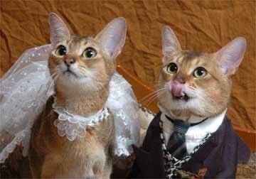 lemeownthyne's tweet photo. 💍 https://t.co/EJRXJkfsbd