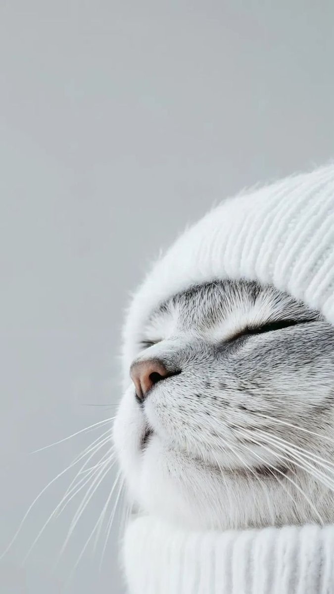 DailyCatsX's tweet photo. https://t.co/so40jhiGCQ