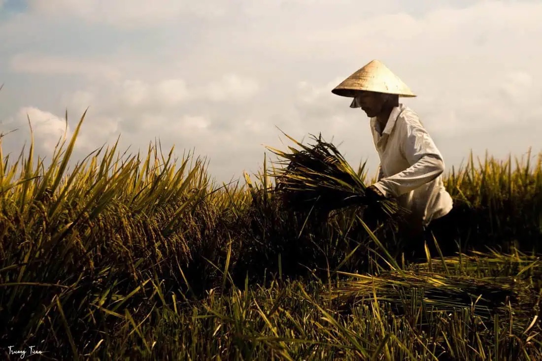farmingfirst's tweet photo. 📈 88% of countries now prioritise sustainable agriculture, healthy soils and climate-smart farming in their national climate plans.

@ClimateFocus and @WWF latest review of NDCs 3.0 explores the results of national commitments to resilient food systems: https://t.co/kKqiD8A9tZ https://t.co/IoqcnwHKJD