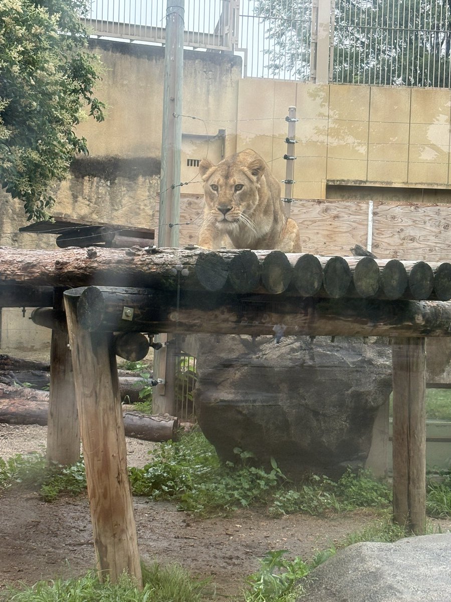 snowtree____'s tweet photo. #7月も仲良くしてくれる人リプかいいね
流れ防止に🦁置いとく https://t.co/GM2dakg0pc
