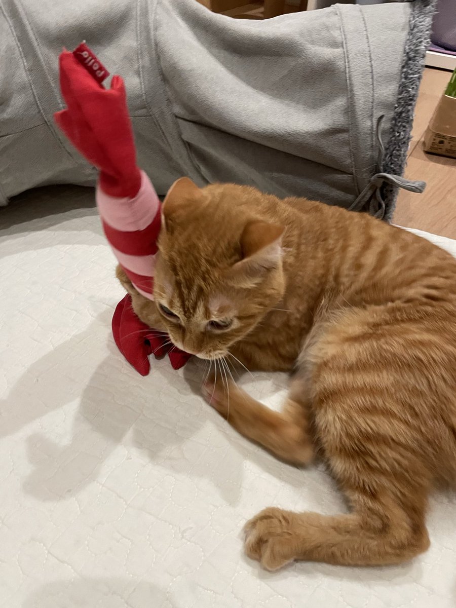 MiroToRita's tweet photo. よいしょー！
#猫
#茶トラ
#猫の居る暮らし https://t.co/avX7vMblDQ