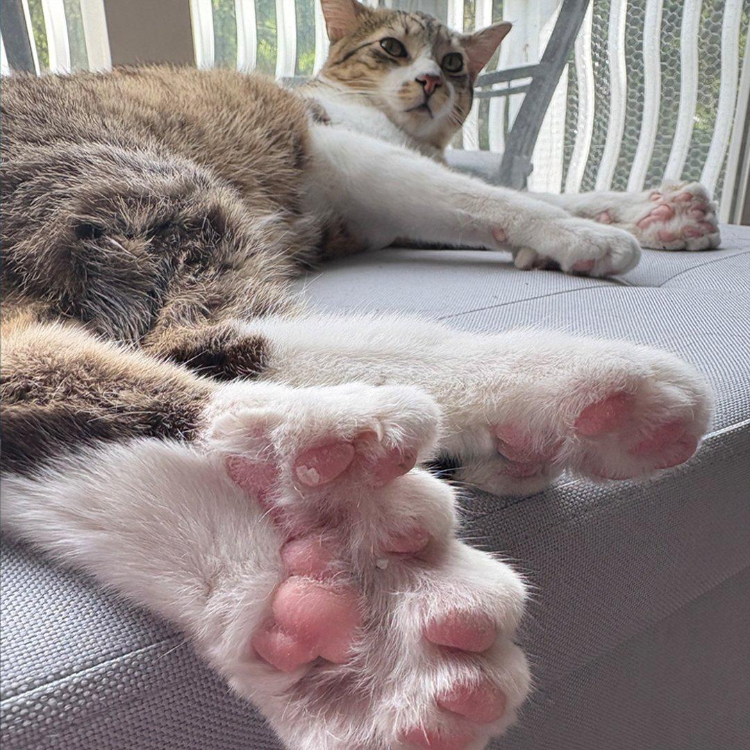 nexta_tv's tweet photo. A cat born in the United States with 28 toes has officially set a new world record and been entered into the Guinness World Records.

The condition is called polydactyly — a congenital genetic mutation that causes an animal to have more toes than usual. 

Fortunately, it has no impact on the cat’s health.