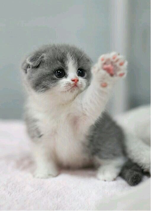 Calculus_mi's tweet photo. Extreme cuteness https://t.co/E6VPG3oynD