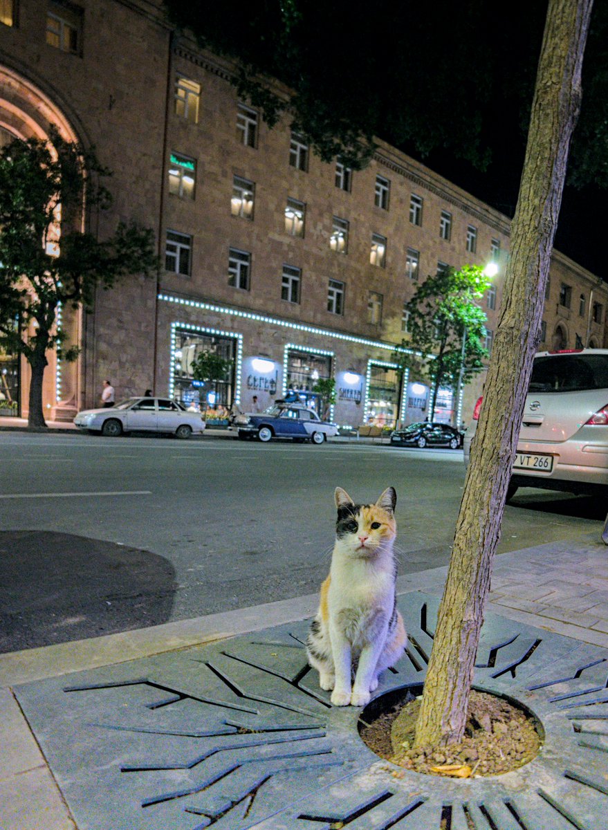 KevinPicture257's tweet photo. A bit of night photography walk &amp; I came across this street cat just hanging out &amp; chilling.

#photography #photojournalism #camera #yerevan #armenia #TESTME_6 #TESTME_7 https://t.co/CiP3xrdZTp