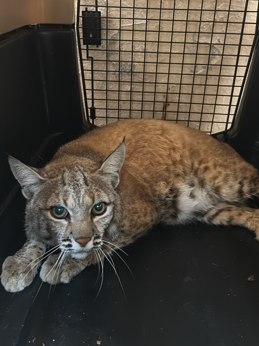 soyluisgabriel1's tweet photo. 🔴🐯 Cinco felinos fueron asegurados en Durango durante un operativo de la @FGRMexico y la @PROFEPA_Mx.

Entre ellos había tres tigres de Bengala blancos, un ocelote y un lince. 

Las autoridades detectaron deshidratación y mutilaciones en algunos ejemplares, por lo que fueron puestos bajo resguardo. 💔