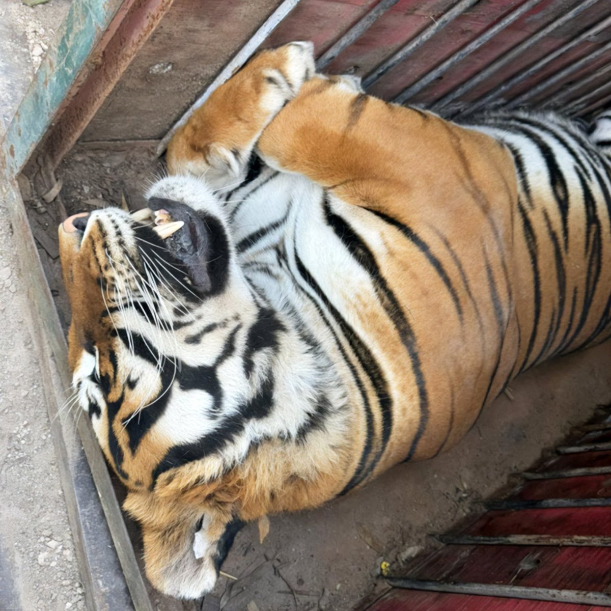 soyluisgabriel1's tweet photo. 🔴🐯 Cinco felinos fueron asegurados en Durango durante un operativo de la @FGRMexico y la @PROFEPA_Mx.

Entre ellos había tres tigres de Bengala blancos, un ocelote y un lince. 

Las autoridades detectaron deshidratación y mutilaciones en algunos ejemplares, por lo que fueron puestos bajo resguardo. 💔