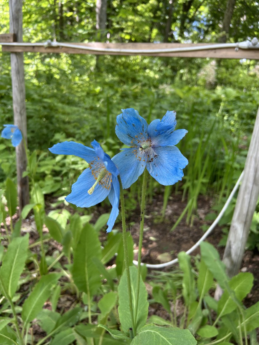 sakana0920's tweet photo. 憧れのヒマラヤの青いケシ。以前幌延に咲いてると聞き行きましたが、見られませんでした。長年の夢が叶いました。
綺麗‥
というか、こんなに背が高いとは予想外。
28℃以上では育たないらしく、自分で育てるのは無理ですね。 https://t.co/Ail0wMK9NN