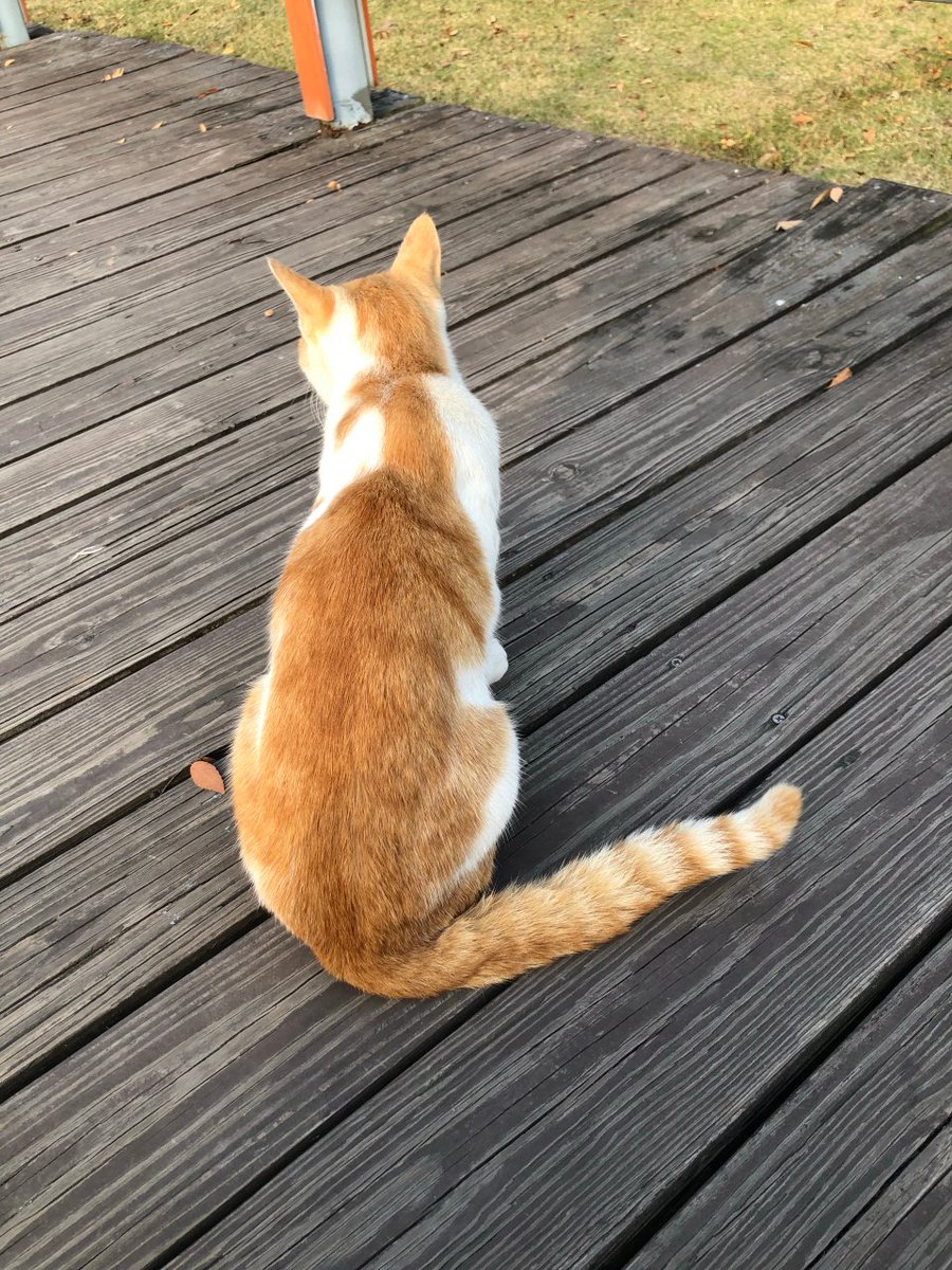 Elomalo's tweet photo. Nothing beats the quiet joy of coming home to your pet waiting by the door  Small daily wins hit different with your fur sidekick! https://t.co/pZ38afbDZ7