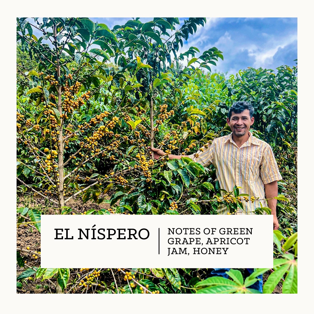CarvetiiCoffee's tweet photo. Our Roaster's Choice for July is here! An exceptional coffee from the farm of Tomas Bueno Medina in Peru.

Landing with subscribers this weekend. For deep dive, head to our blog and visit our website to subscribe:

#roasterschoice #coffee #coffeeroasting #coffeesubscription https://t.co/U5Vdxc7Wtw