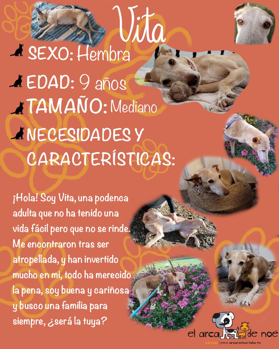 ArcaCordoba's tweet photo. VITA

"Fui encontrada tras ser atropellada, estaba paralizada. Por suerte los daños fueron menos de lo que se esperaba y todo gracias a veterinarios y mi acogida. Desde entonces espero mi casa para siempre, soy mimosa, buena, tranquila y dormilona."

🖇️: https://t.co/Kq4eGJ6bIk https://t.co/VrskXzUzIv