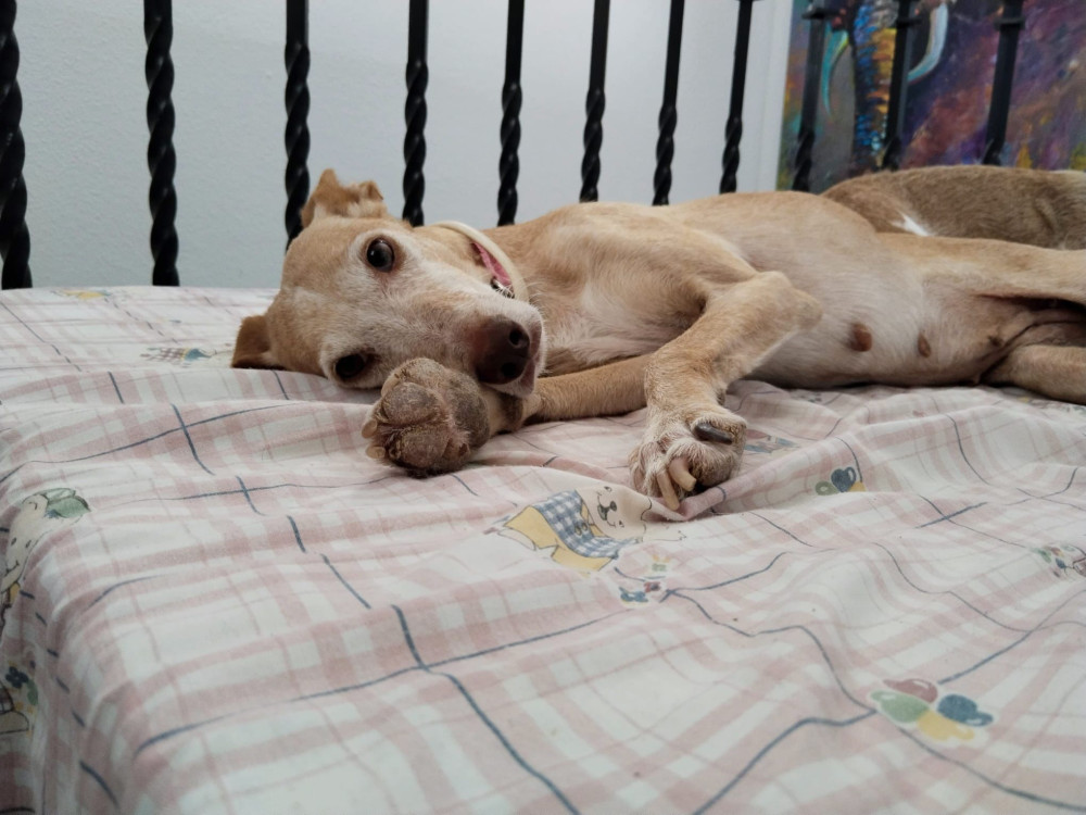 ArcaCordoba's tweet photo. VITA

"Fui encontrada tras ser atropellada, estaba paralizada. Por suerte los daños fueron menos de lo que se esperaba y todo gracias a veterinarios y mi acogida. Desde entonces espero mi casa para siempre, soy mimosa, buena, tranquila y dormilona."

🖇️: https://t.co/Kq4eGJ6bIk https://t.co/VrskXzUzIv
