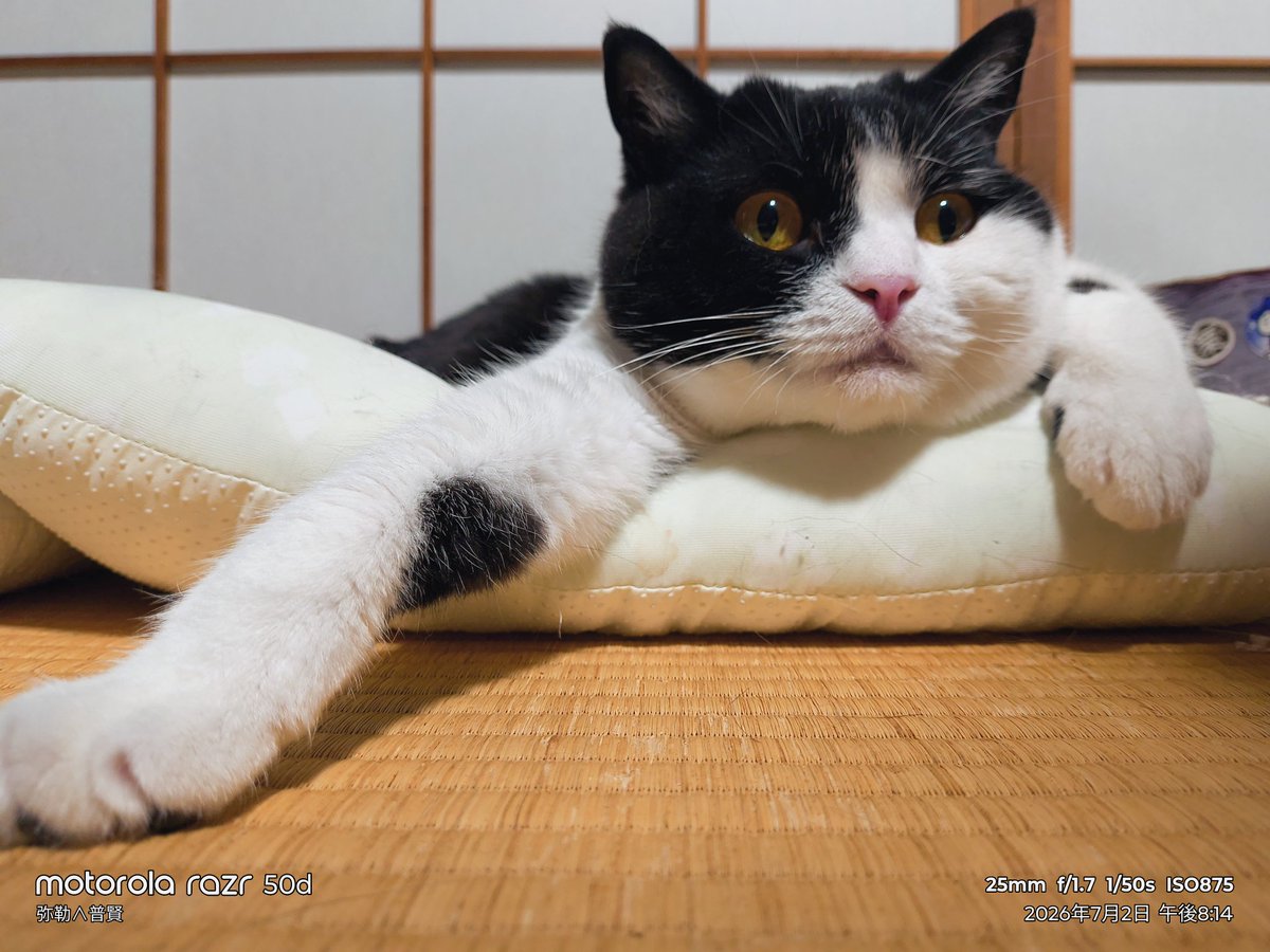 yas106948's tweet photo. 七夕飾り出したよ https://t.co/UGBdYPl2BL