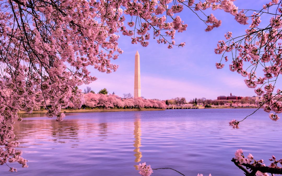 imarocker14's tweet photo. That miserable no good scumbag wants to cut down the cherry trees. 

THE FUCKING CHERRY TREES 😡
#GetHimOut 
#ReleaseTheEpsteinFiles https://t.co/erQWmxIpxm