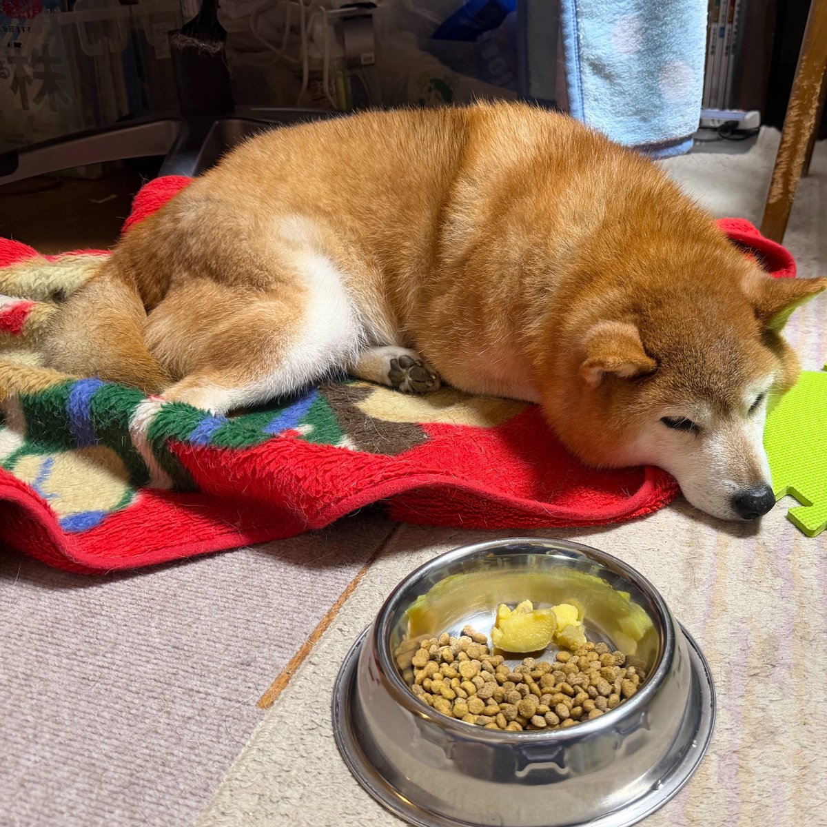 Hachi_Walking_8's tweet photo. #柴犬のいる生活 
#心配
私が帰宅してから元気がなく、大好きなお芋にも飛びつかない。🍠の中にいつも飲んでる薬を仕込んであるのに……
寝てばっかりで朝んぽしか行ってない。
明日は病院だね🏥 https://t.co/nxfGHCUtwv