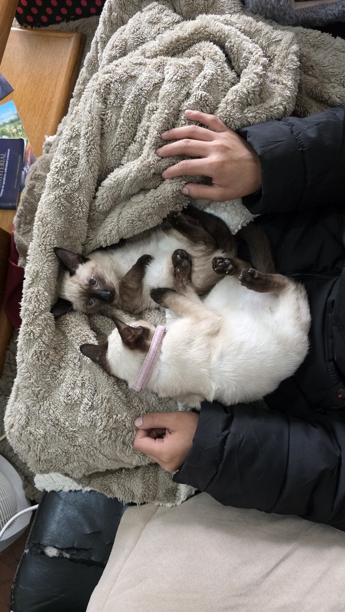 lu_se_7's tweet photo. Hace dos meses, una amiga encontró de casualidad un criadero de siameses en Núñez. Un hombre iba a abandonar dos gatas en un descampado: una enferma y otra con problemas de conducta. Ella no podía tenerlas y terminé adoptándolas.

(Ya fue denunciado) https://t.co/Ije5QD6m2Z