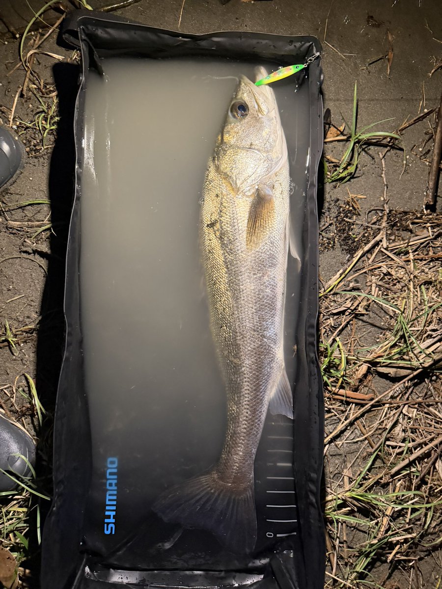 247fishingclub's tweet photo. éšãéã£ãåŸã¯âŠð€
#fishman
#buddyworks
#abugarcia
#247fishingclub https://t.co/L3ZgUSqbb4