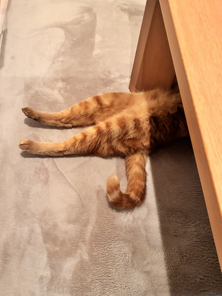 D_rainbow_K's tweet photo. うちの猫が不思議な所で寝ている🐈 https://t.co/gY9qj5j4qC