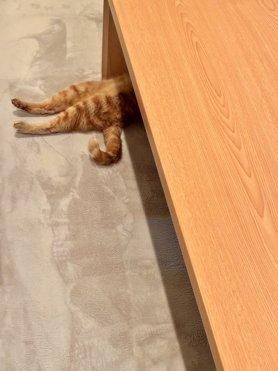 D_rainbow_K's tweet photo. うちの猫が不思議な所で寝ている🐈 https://t.co/gY9qj5j4qC