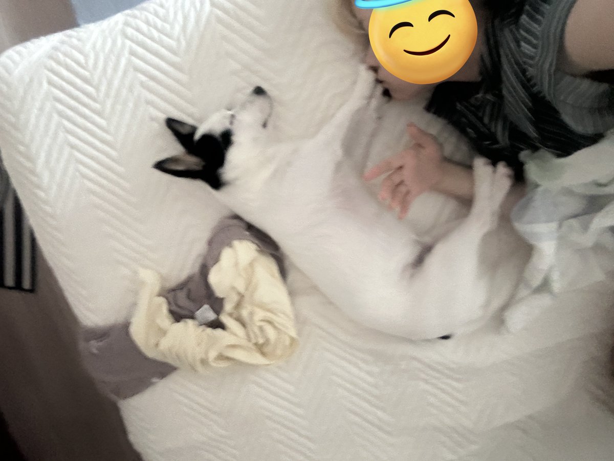 notGmoongchi's tweet photo. 동생이 보내준 진짜×1000 웃긴 사진
뭉치 발꼬랑내 맡고 극락가기 https://t.co/v5Abb6Kudp