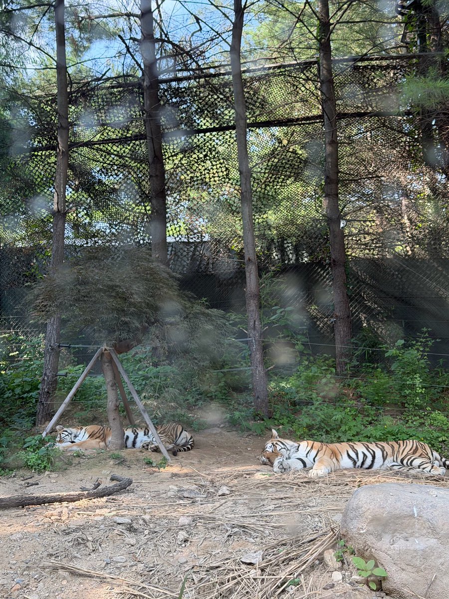 yujtriever's tweet photo. 🐶 ah, i went to everland 
🐶 a place filled with minive
🐶 🎢🎠🎡
🐶 📸
🐶 i also saw the tigers and 
🐶 they were sleeping soundly ㅋㅋㅋㅋㅋㅋ
🐶 isn't it so cute that they're sleeping in the same posture
🐶 📸
🐶 and cute me 
🐶 hehe https://t.co/mhJHS0lmZ8