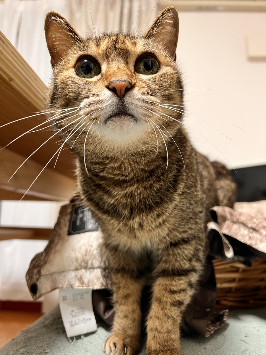 保護猫コハネ tweet media