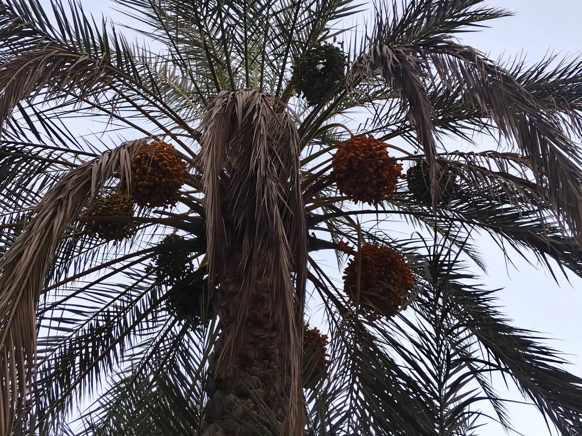 Yemenieconomy's tweet photo. صور من ثمار التمور الفاخرة في محافظة الجوف بفضل الله 

محافظة الجوف موطن التمور، حيث مناخها الملائم وتربتها الخصبة، مما جعلها من أفضل البيئات لزراعة النخيل وإنتاج التمور في اليمن. ومع حلول موسم الحصاد، تفيض مزارعها بأصناف متميزة مثل البرحي، والصقعي، والعجوة، والمجدول، إلى جانب الأصناف البلدية الأصيلة.

#بلدة_طيبة_ورب_غفور
#معا_نحو_الاكتفاء_الذاتي