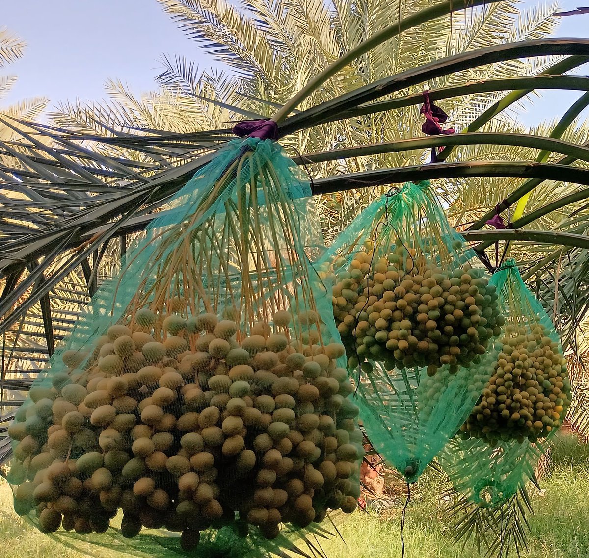 Yemenieconomy's tweet photo. صور من ثمار التمور الفاخرة في محافظة الجوف بفضل الله 

محافظة الجوف موطن التمور، حيث مناخها الملائم وتربتها الخصبة، مما جعلها من أفضل البيئات لزراعة النخيل وإنتاج التمور في اليمن. ومع حلول موسم الحصاد، تفيض مزارعها بأصناف متميزة مثل البرحي، والصقعي، والعجوة، والمجدول، إلى جانب الأصناف البلدية الأصيلة.

#بلدة_طيبة_ورب_غفور
#معا_نحو_الاكتفاء_الذاتي