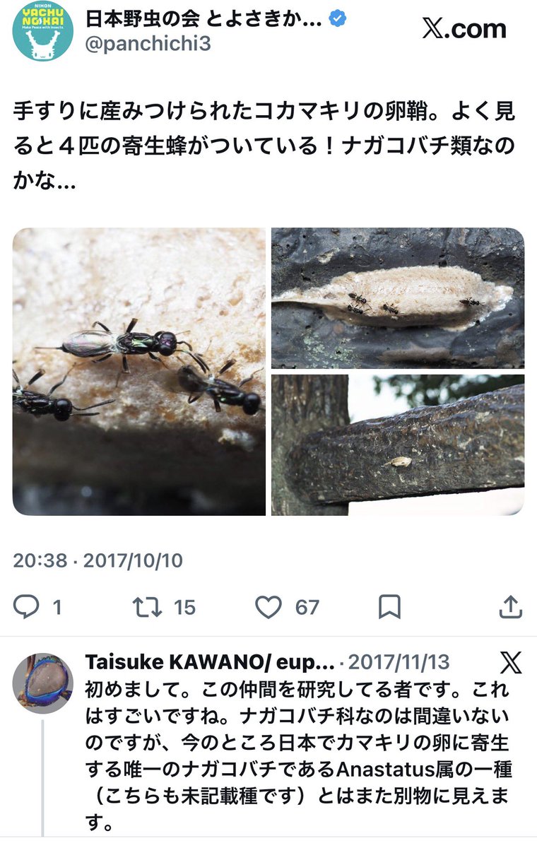 panchichi3's tweet photo. 論文の出版おめでとうございます！私は野外写真を提供しただけですが、ありがたく共著者に加えていただきました。イラストも描きました😊 画像は2017年、この虫を投稿した時の河野さんとのやりとりです。その時はなんだか分からなくても、公表してみると新たな知見に繋がることもあるんですね〜 https://t.co/3qRZNNjj7s