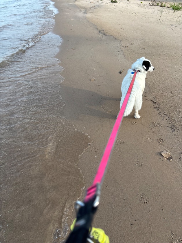 ChrisGo06119032's tweet photo. Beach Life… https://t.co/69cmCfD4q5