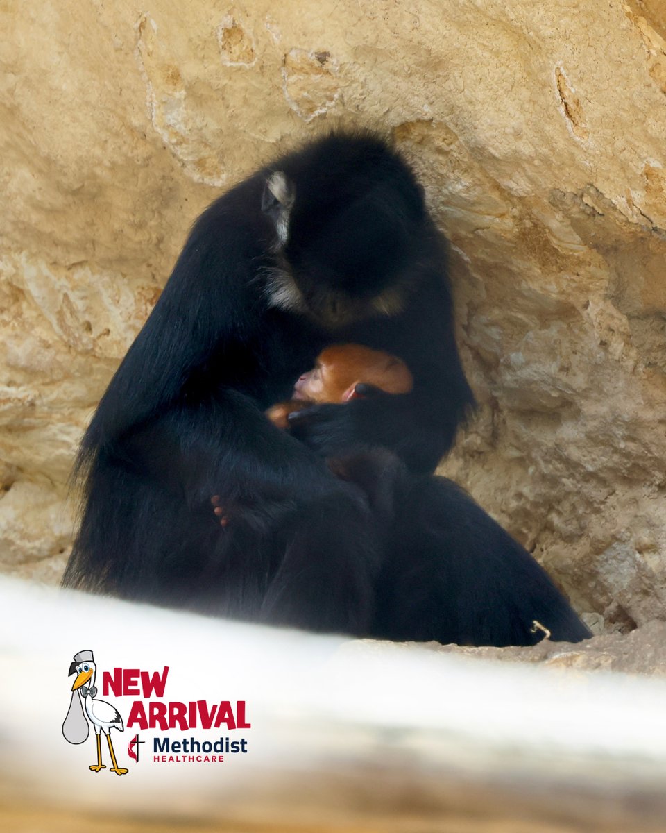 SanAntonioZoo's tweet photo. New baby alert! San Antonio Zoo and Methodist Healthcare (@SAhealth210) are proud to welcome our newest resident - a baby Francois Langur! 🥰🥰🥰

This little one is a big win for its species, currently listed as ‘Endangered’ by the IUCN. Like all newborn langurs, this little one will cling tightly to its mother’s belly for the first few weeks of life, gradually becoming more independent as it grows. Francois langurs are born with bright orange fur, helping troop members keep track of their babies in the dense forest canopy where they live. As the baby grows, its fur will gradually change to the adult black and white coloring.

You can see the baby and family at the Langur habitat located in Asian Forest!