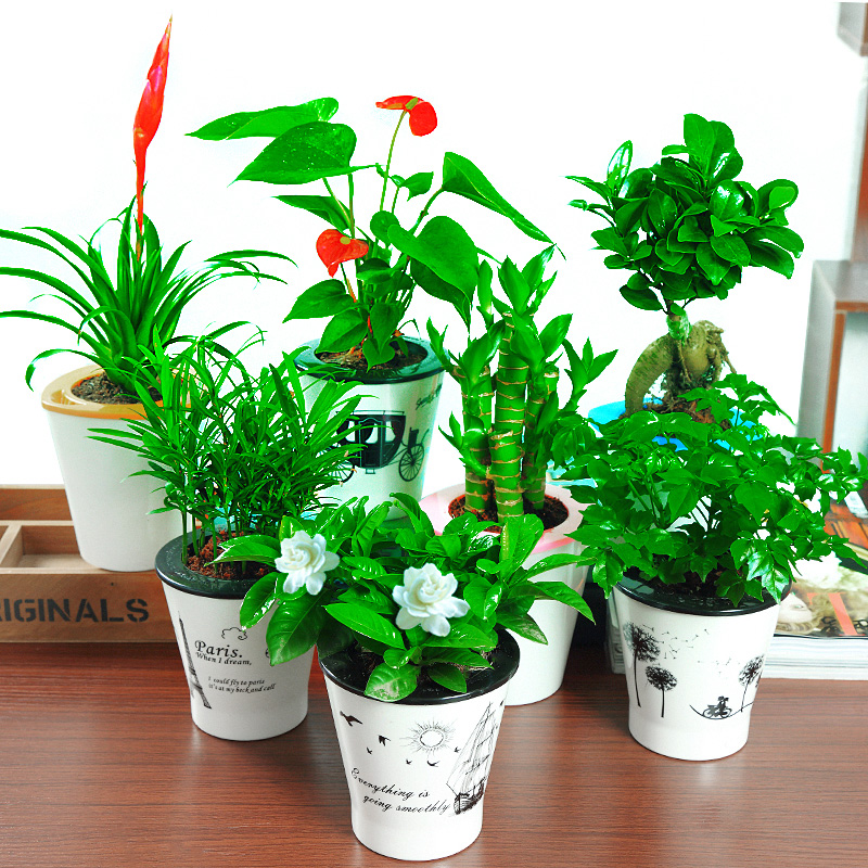 jampaul19's tweet photo. New to plant parenthood  Keep it simple: water when the top 2 inches of soil feel dry, give bright indirect light, and don’t overfertilize! Your leafy friends will thrive. https://t.co/P3gfqlMKR5