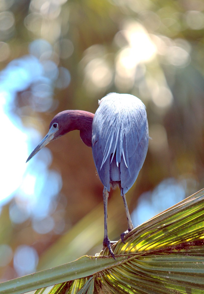 samuellanius's tweet photo. Tri Colored Heron. St. Augustine, Florida. USA. https://t.co/c1TWOaqKqp