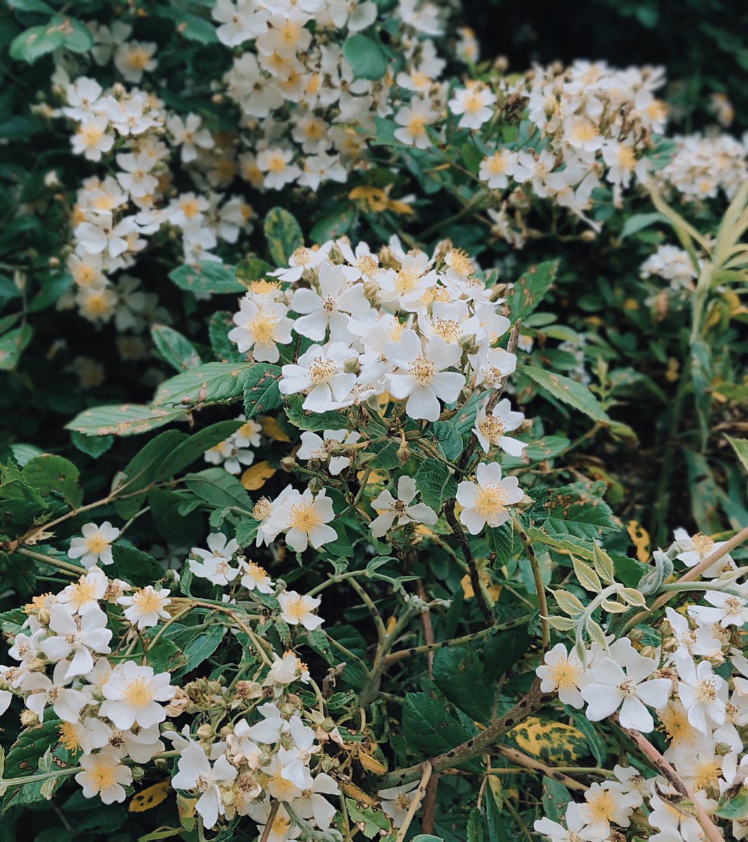 nmt_gn's tweet photo. 植物 https://t.co/mzgLZvAehz