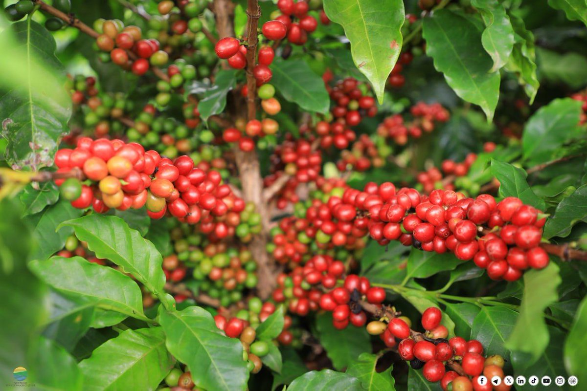 MoA_Ethiopia's tweet photo. ☕🇪🇹 𝗘𝘁𝗵𝗶𝗼𝗽𝗶𝗮 𝗦𝘂𝗿𝗽𝗮𝘀𝘀𝗲𝘀 𝗨𝗦𝗗 𝟯 𝗕𝗶𝗹𝗹𝗶𝗼𝗻 𝗶𝗻 𝗖𝗼𝗳𝗳𝗲𝗲 𝗘𝘅𝗽𝗼𝗿𝘁 𝗘𝗮𝗿𝗻𝗶𝗻𝗴𝘀
📢 H.E. @AddisuAregaK, Minister, Ministry of Agriculture, Ethiopia, announced today that 🇪🇹 has earned USD  3B from coffee exports. 
https://t.co/HVecu8xaKN https://t.co/LE0S4cvcm9