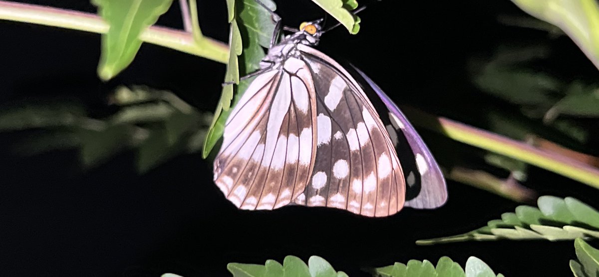 vibora1082's tweet photo. って思ったらセンダンの木の方に居た！🦋
しっかり羽を伸ばして(?)いきなねー https://t.co/we3PIPiwXP