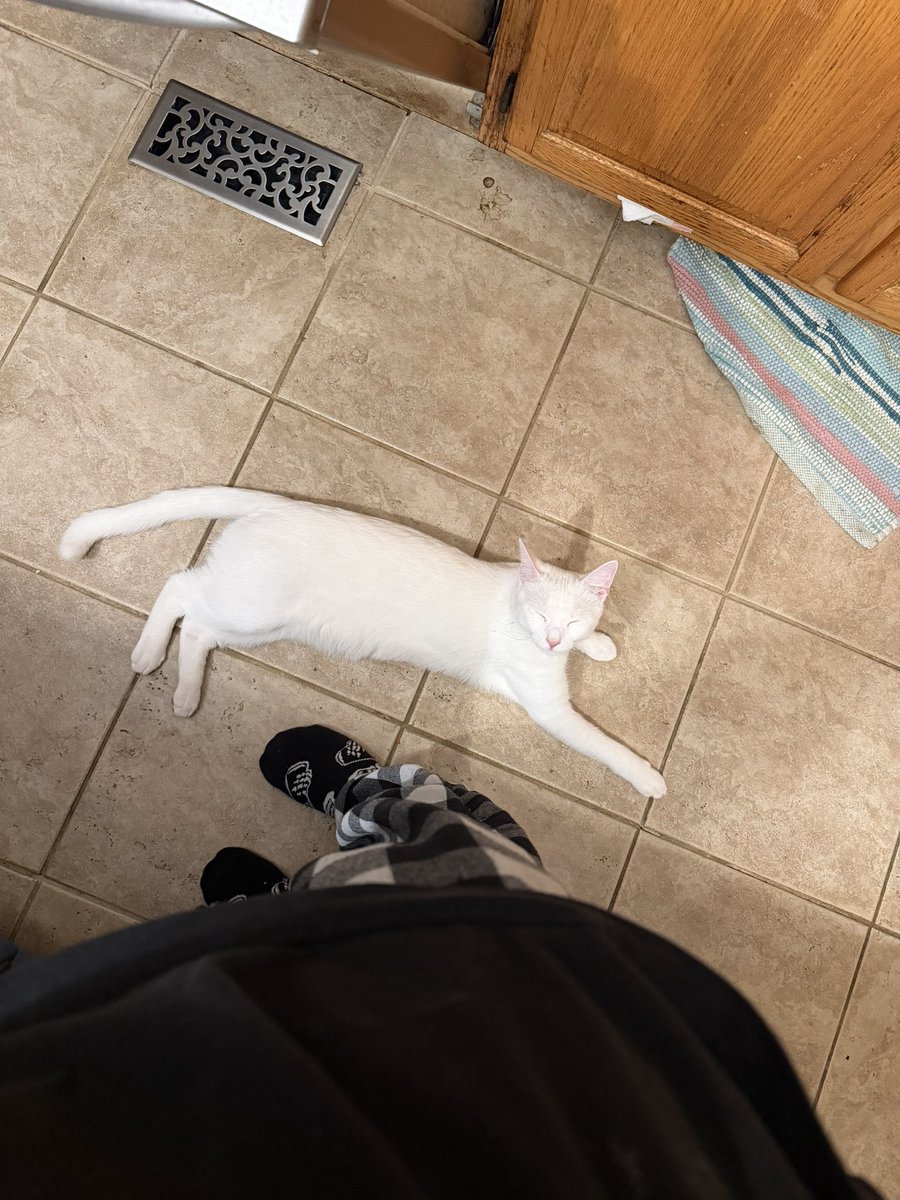 lostsocks___'s tweet photo. why is my cat so rectangle chatgpt? https://t.co/Wy7sG2rF3P