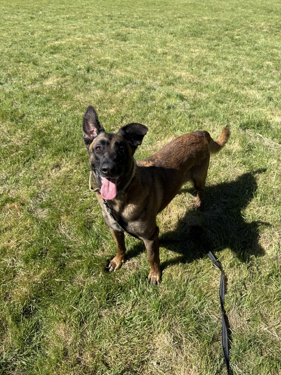 gsrescueelite's tweet photo. Koko will be 6 next months and she came to us in Aug 22. Koko is a sweet girl who can live with older kids but she can be nervous around new people so will need an exp home please 
#dogs #germanshepherd #Essex 
https://t.co/ptiLaQ3ZDA https://t.co/EqmRanE3T2