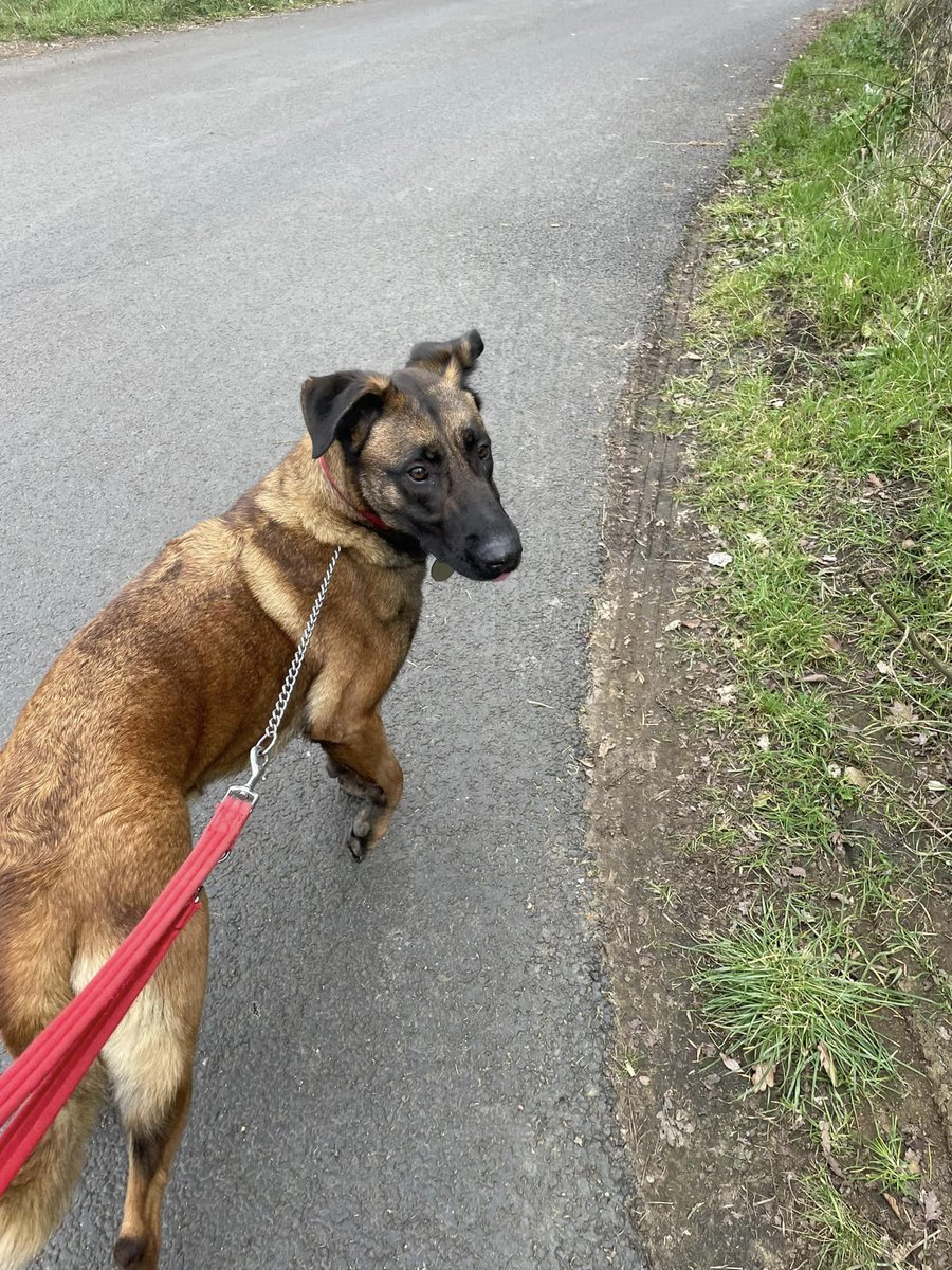 gsrescueelite's tweet photo. Koko will be 6 next months and she came to us in Aug 22. Koko is a sweet girl who can live with older kids but she can be nervous around new people so will need an exp home please 
#dogs #germanshepherd #Essex 
https://t.co/ptiLaQ3ZDA https://t.co/EqmRanE3T2