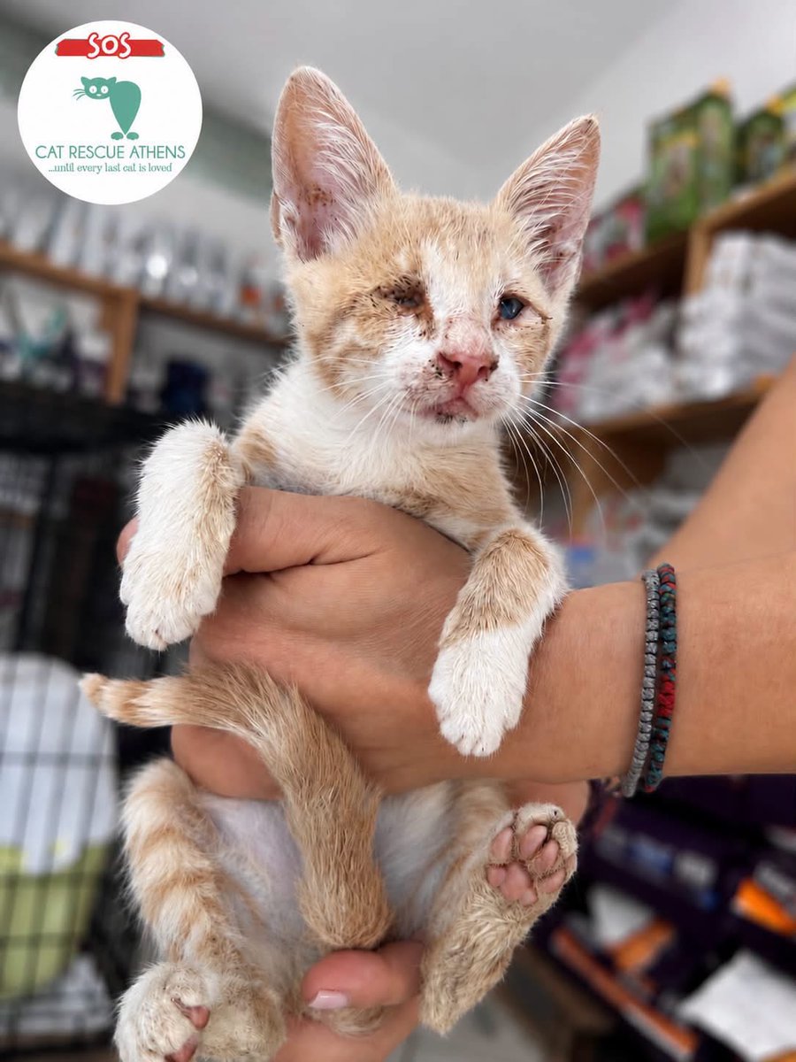 CatRescueAthens's tweet photo. Ψάχνουμε ΑΜΕΣΑ σπίτι για τυφλό μωράκι!

Δείτε εδώ ένα πλάσμα ❤️
Αυτό το τυφλό αγοράκι το άφησαν σε κτηνιατρείο και μόλις το είδαμε σε επίσκεψή μας εκεί δεν μπορέσαμε να αντισταθούμε!
Το φιλοξενούμε και ψάχνουμε σπίτι!!
Είναι από τα πιο χαδιαρικα μωρά που έχουμε συναντήσει ⭐♥️ https://t.co/MVjF20N2OR