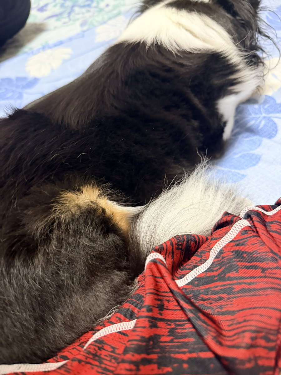 KsrRacing2's tweet photo. くっつき🐶 https://t.co/fZ1VBGXjZT