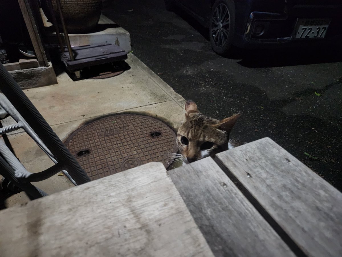 2487fnaoto's tweet photo. ミーちゃん🐱💕
昨日から、音に敏感にっ👀‼️
やっぱりなんか、怖い思いしたんやろかっ❔😭

でも、
🍚食べるし…
庭で遊ぶし…
夜のお散歩中～🐾🐾🐾🌃✨
大丈夫でしょう～🥰

トラちゃん🐱💕
🍚食べに来たよ～😃✌

楽しい華金を～(*^^*)

おやすみ～😌🌃💤 https://t.co/sTPYJikZwB