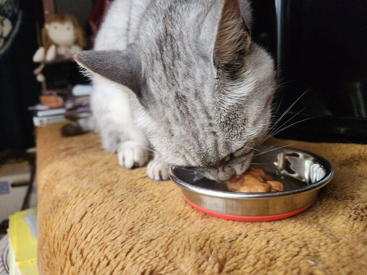 2487fnaoto's tweet photo. ミーちゃん🐱💕
昨日から、音に敏感にっ👀‼️
やっぱりなんか、怖い思いしたんやろかっ❔😭

でも、
🍚食べるし…
庭で遊ぶし…
夜のお散歩中～🐾🐾🐾🌃✨
大丈夫でしょう～🥰

トラちゃん🐱💕
🍚食べに来たよ～😃✌

楽しい華金を～(*^^*)

おやすみ～😌🌃💤 https://t.co/sTPYJikZwB