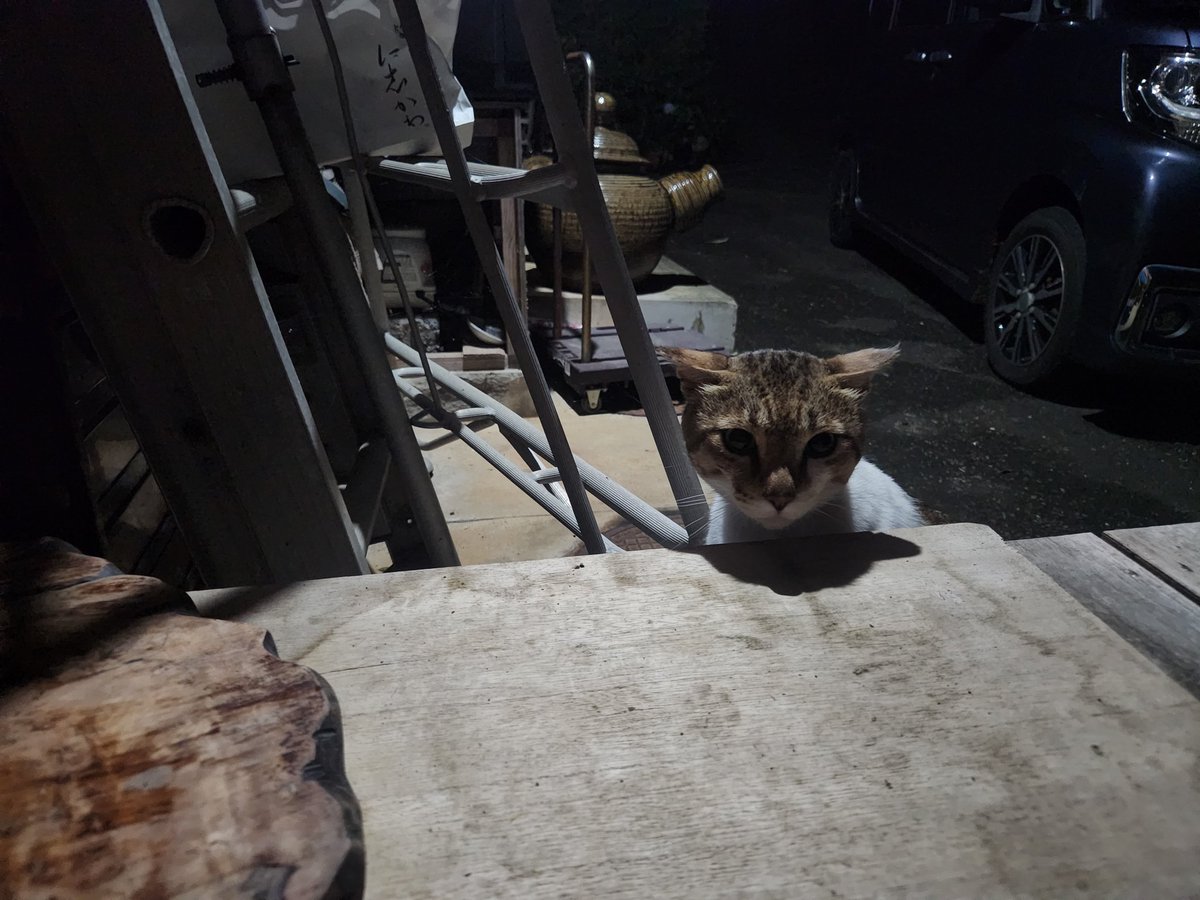 2487fnaoto's tweet photo. ミーちゃん🐱💕
昨日から、音に敏感にっ👀‼️
やっぱりなんか、怖い思いしたんやろかっ❔😭

でも、
🍚食べるし…
庭で遊ぶし…
夜のお散歩中～🐾🐾🐾🌃✨
大丈夫でしょう～🥰

トラちゃん🐱💕
🍚食べに来たよ～😃✌

楽しい華金を～(*^^*)

おやすみ～😌🌃💤 https://t.co/sTPYJikZwB