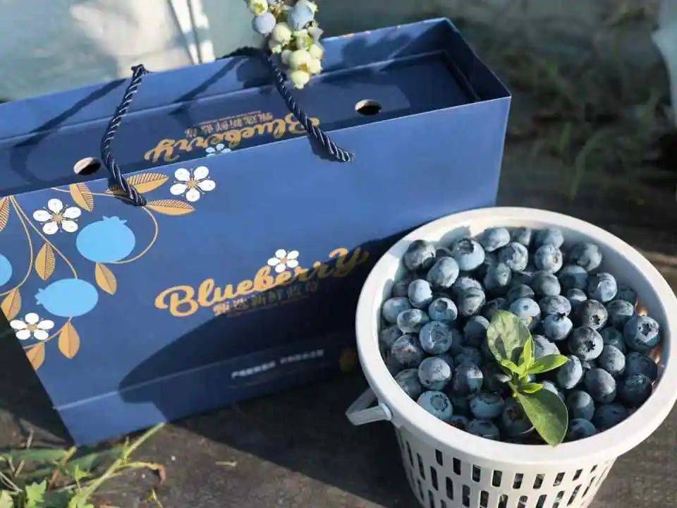 m29004295771659's tweet photo. Just tried frozen wild blueberries —plump, burst with natural sweetness, zero added sugar! Perfect for oatmeal or smoothies. Game-changer for quick healthy eats. #GroceryFinds #HealthyEats， https://t.co/OwL1s7IF6V