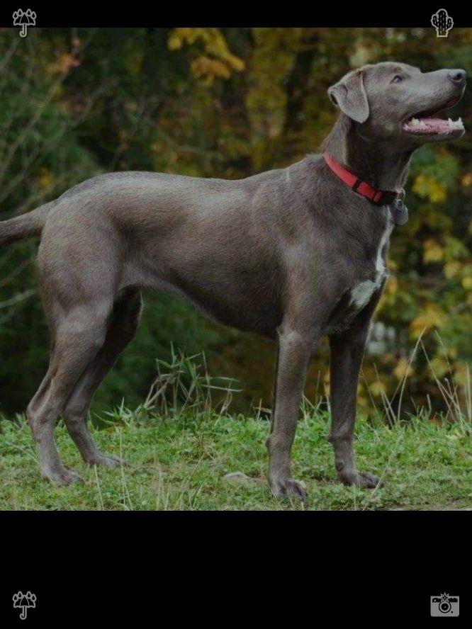 Weiss10Pedrinho's tweet photo. I unclip his leash, and he runs into the park with a wagging tail. After politely sniffing the other dogs, he begins playing with a golden retriever of a similar age, and they chase each other around, barking happily. Putting Away Autumn Clothes: The clothes are folded. https://t.co/UnzgRcva4V