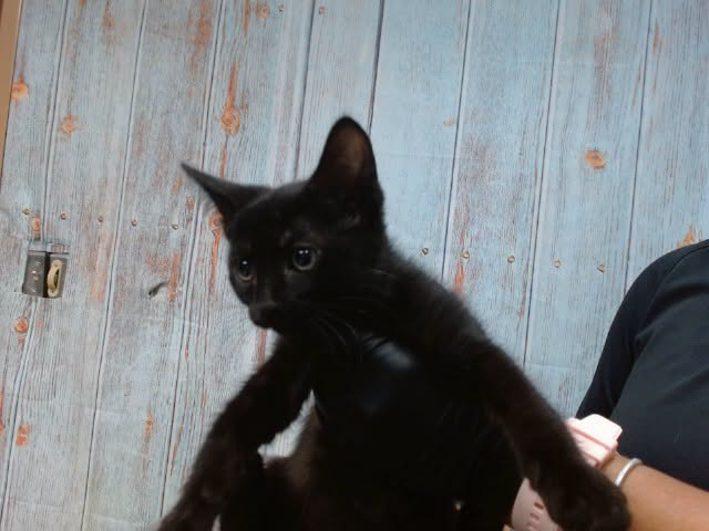 lordi1960's tweet photo. https://t.co/STEixdWMjT
❤️IGLOO -- ID# A846478

Temperament: FRIENDLY

I am a female black Domestic Shorthair.

The shelter staff think I am about 10 weeks old.

I have been at the shelter since July 01, 2026.

I will be available for adoption or rescue on July 07, 2026.

I am currently at Devore Shelter in San Bernardino County, California.

If you would like to go down to the shelter to adopt this cat yourself,
please visit or call:

Devore Animal Shelter
19777 Shelter Way
Devore, CA 92407
Voice: (909) 386-9820 - press 2