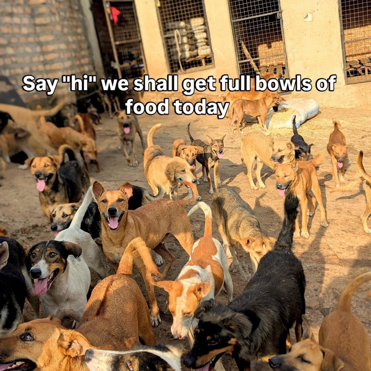 angels4strays's tweet photo. They are waiting for their "full bowls of food today", but we are facing an absolute nightmare. Our PayPal account has been suspended, leaving us with zero funds to buy their meals.
We can't let them go hungry. If you can help us purchase food through our new chuffed link, please step up for them today. Every dollar counts. 💔🐾 #DogRescue #AnimalWelfare