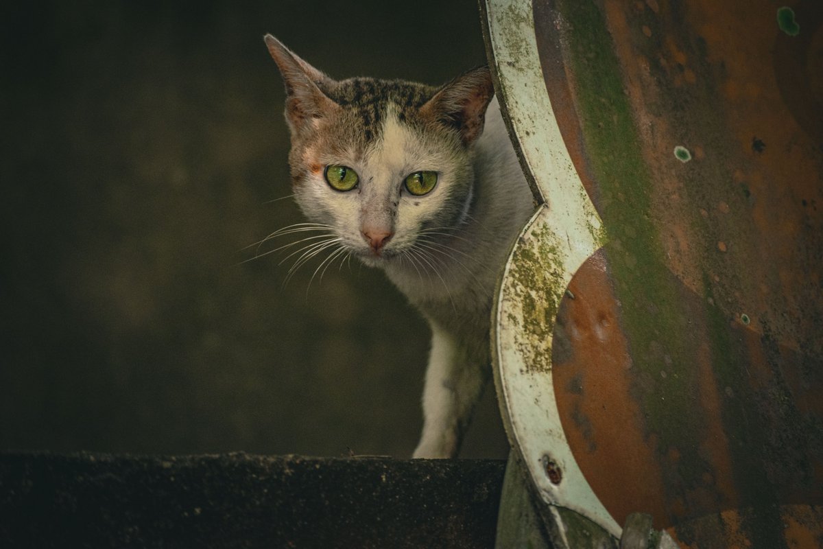 NomadPaw's tweet photo. A curious cat with green eyes gazes through a rusty, colorful metal opening in an urban park 🏞️ https://t.co/8lpbCrrIhJ